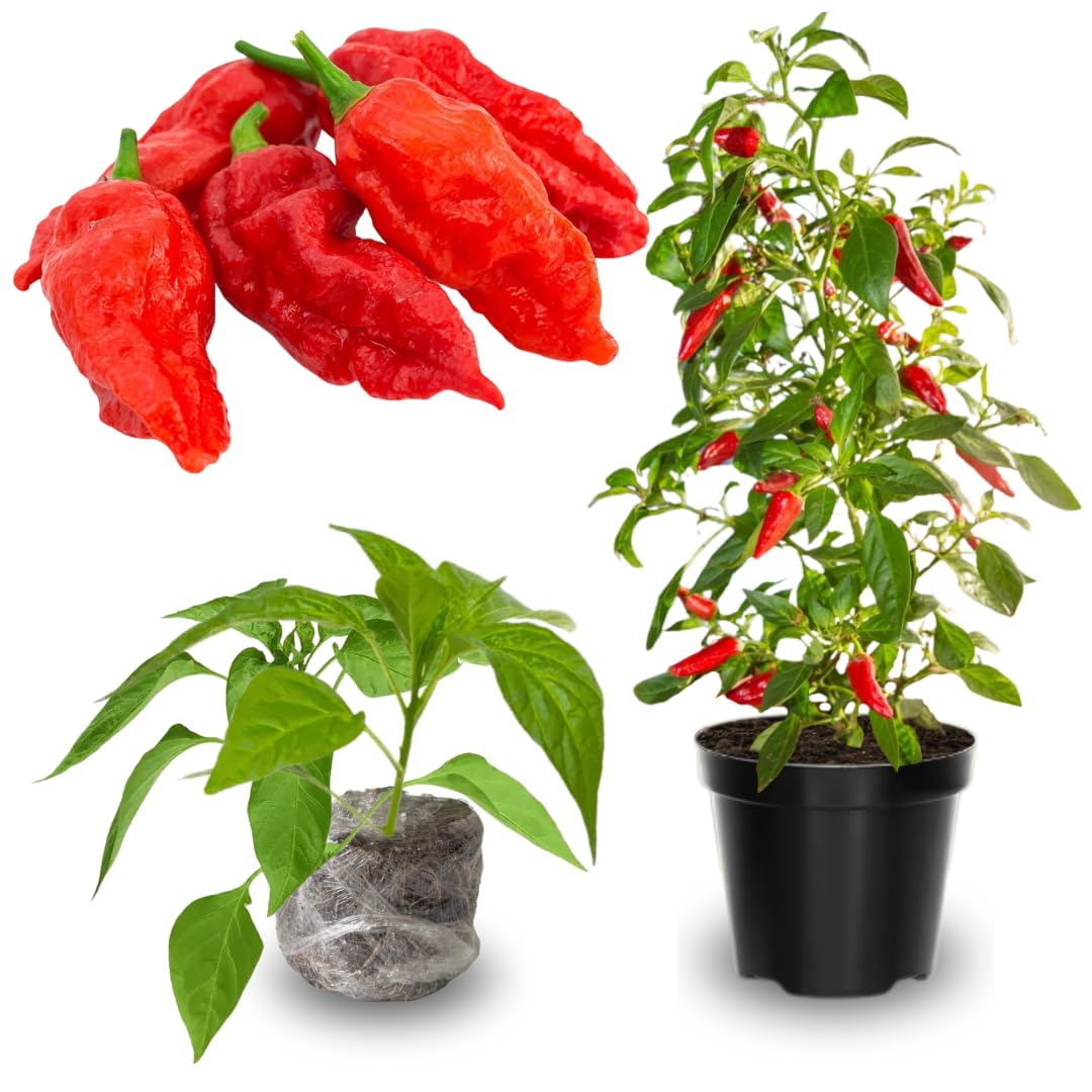 Pack 4 Pepper Plants Live, 80 Days Old Live Pepper Green for Growing, Chili Peppers for Planting, 5 to 9 Inc Tall (Bhut Jolokia Ghost)