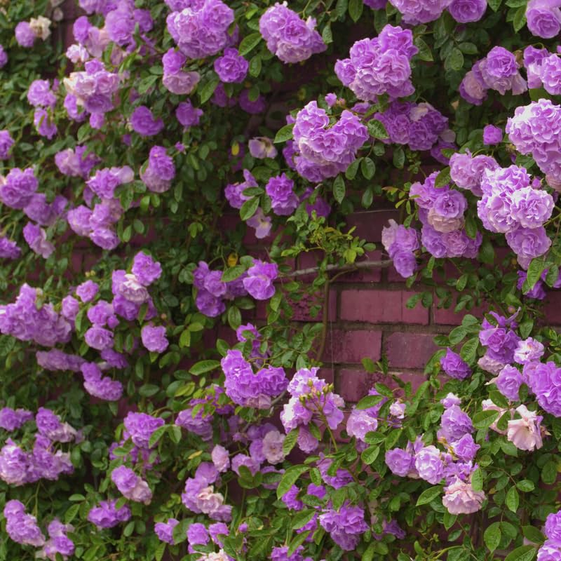 2 Purple Rose Climbing Live Starter Plants, Fragrant Purple Climbing Rose for Planting Outdoor, No Pot, 1 Year Old Rose Plant, Well-Rooted Rose Plants Live Ready to Plant