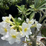 White Desert Rose Plant Live, 4-7" Tall, Adenium Obesum Well-Rooted Succulent for Indoor Outdoor Displays