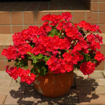 Red Geranium Live Plant 4'' Pot, Flowering Geranium Well Rooted 3-6'' Tall, Outdoor Patio, Balcony or Container Garden Plants, 2 Plants per Pot
