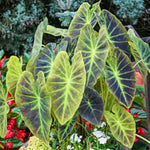 Combo 3 Dark Leaf Colocasia Live Plants, Elephant Ear Esculenta Taro, 5 to 8" in Tall, Alocasia Live Plant for Planting, Live Houseplant Colocasia Plant