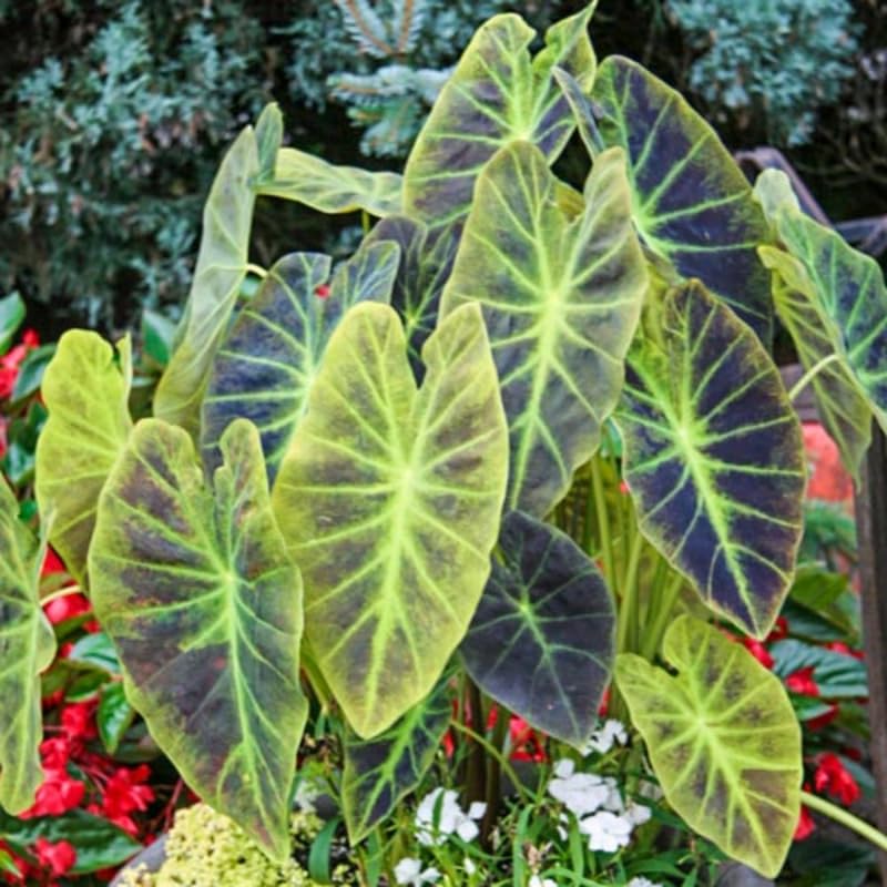 Combo 3 Dark Leaf Colocasia Live Plants, Elephant Ear Esculenta Taro, 5 to 8" in Tall, Alocasia Live Plant for Planting, Live Houseplant Colocasia Plant