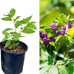 2 Beautyberry Bush Plants Live, American Beautyberry Seedlings, Berry Bushes Live Plant, Well Rooted, No Pot, Size 5 to 9 Inc in Tall