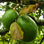 Avocado Trees Live Plants 8-12 Inches Tall, Cold Hardy, Zones 9-11, Planting Indoor Outdoor, No CA