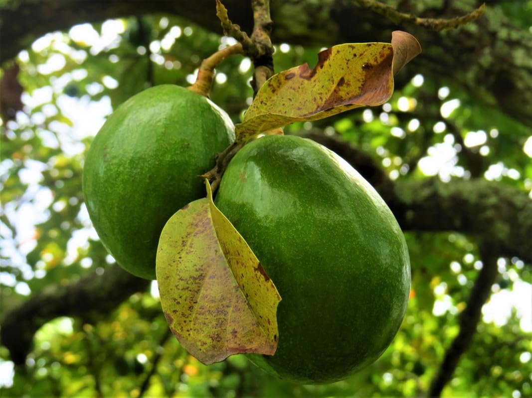 Avocado Trees Live Plants 8-12 Inches Tall, Cold Hardy, Zones 9-11, Planting Indoor Outdoor, No CA