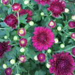Purple Chrysanthemum Plant, Set 2 Purple Mums Plants Live, Hardy Perennial Mum Live Plant, 3 to 6 Inch Tall Garden Mum Starter Plants for Garden Beds, Containers, Vibrant Fall Blooms, No Pot