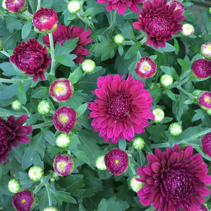 Purple Chrysanthemum Plant, Set 2 Purple Mums Plants Live, Hardy Perennial Mum Live Plant, 3 to 6 Inch Tall Garden Mum Starter Plants for Garden Beds, Containers, Vibrant Fall Blooms, No Pot
