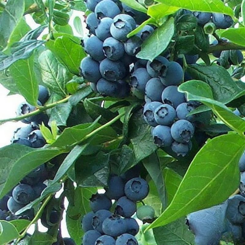 3 Fast-Growing Blueberry Bushes Seedlings, High-Yield Blueberry Trees Live Plants, 6 Months Old, Starter 3-6" in Tall, Cold Hardy Zones 4-7