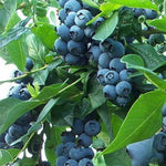 2 Southern Highbush Blueberry Plants Live for Outdoor Growing, Legacy Blueberry Trees Live Plants, Blueberries Bushes, Hardy and High Yield Seedlings, Starter 4 to 7", No Pot