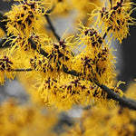 1 Pot Yellow Witch Hazel Shrub, Hardy Bush in Quart Pot, 6-13 Inch Tall Outdoor Landscape Plant