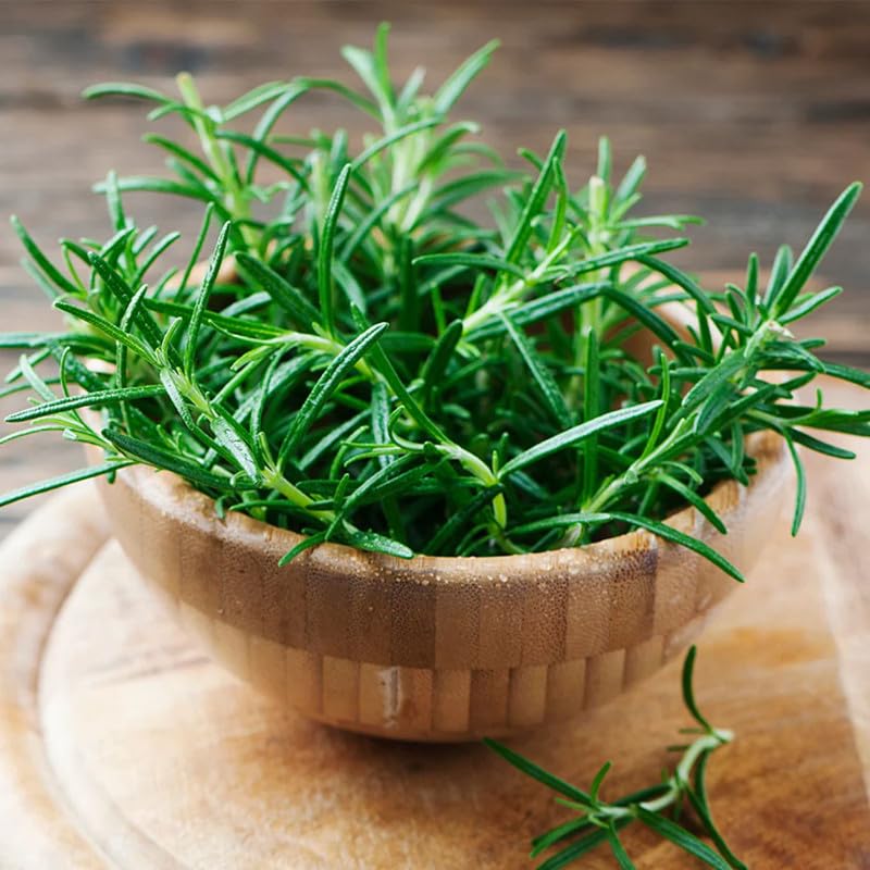 4 Rosemary Plants Live in Pot, 5 to 7 Inc Tall, Rosemary Plant Pot, Live Rosemary Plant, 4 Inc Potted