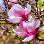 Jane Magnolia Tree in Gallon Pot, Live Flowering Magnolia Tree, Hardy Ornamental Shade Trees with Fragrant Blooms