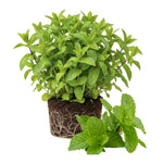 Big Clumps Spearmint Plants Live in Pot, Well-Rooted Herb for Home Gardens, Heirloom Mint Indoor Outdoor, Fresh Mints