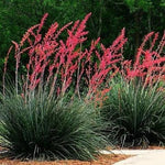 2 Pots of Red Yucca Live Plants, 4-8” Tall Yucca Plants Live Succulent in 4" Pots, Outdoor Plant for Garden, Patio, Rock Garden