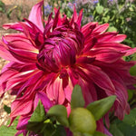 Purple Pink Dahlia Clump, Vibrant Purple Blooms, Summer Flowering Perennial, Dahlia Flowers for Indoor Outdoor Growing