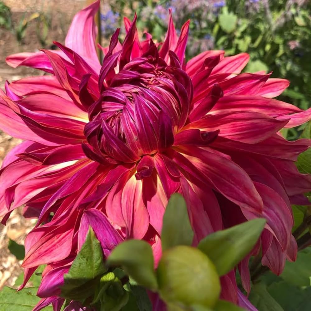Purple Pink Dahlia Clump, Vibrant Purple Blooms, Summer Flowering Perennial, Dahlia Flowers for Indoor Outdoor Growing