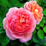Rose Plant Live, Rose Bush Live Plant, Fragrant Flowers Ready to Plant, 5-9 Inch Height, Well-Rooted, No Pot (Apricot Pink Rose)