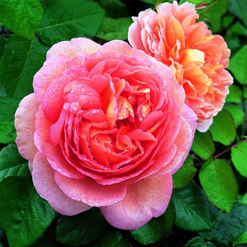 Rose Plant Live, Rose Bush Live Plant, Fragrant Flowers Ready to Plant, 5-9 Inch Height, Well-Rooted, No Pot (Apricot Pink Rose)