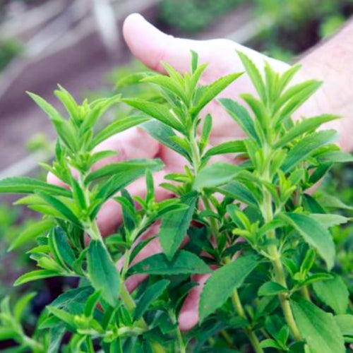 2 Packs of Stevia Plant Live for Planting, Sweet Stevia Mint Herb Well Rooted, 4 Inches Potted