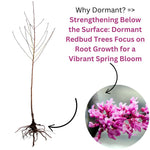 Eastern Redbud Tree Live Plant Seedling 6-12" Red Bud Tree Plants Live, Purple Lavender Redbud Blooms Color, Dormant in Winter