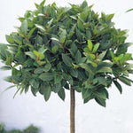 2 Live Bay Laruel Trees Sweet Bay Laurus Nobilis Plants, Bay Leaf Tree, True Laurel for Planting, 5-10 Inches in Tall