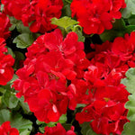 2 Red Geranium Plants Live, 5 to 8 Inc Tall Live Plant