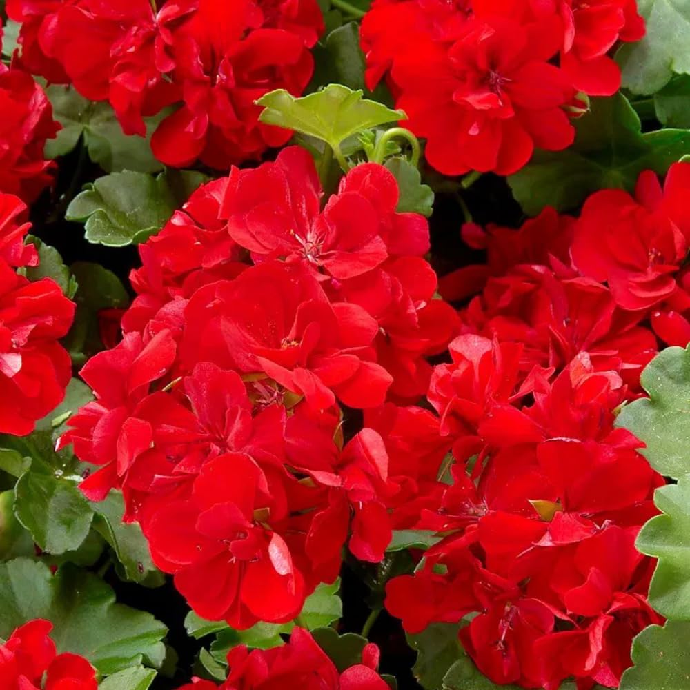 2 Red Geranium Plants Live, 5 to 8 Inc Tall Live Plant