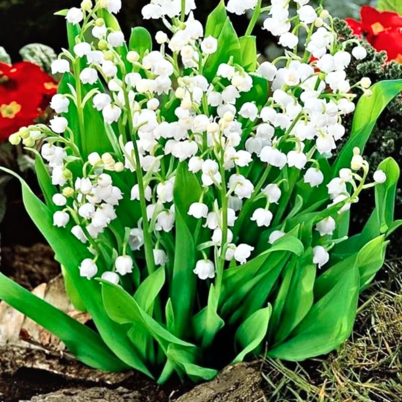 Set 10 Lily of The Valley Bulbs, Fragrant Perennial Flower Bulbs for Spring Blooms, White Lily Bulbs for Planting