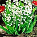 10 Lily of The Valley Bulbs, Hardy Perennial Flower Bulbs with White Blooms for Garden Planting, Fragrant Lily Bulbs