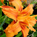 Set 10 Double Orange Daylily Bulbs for Planting, Hardy Perennial Lily Roots for Colorful Summer Blooms