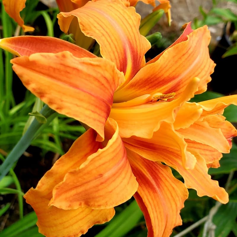 Set 10 Double Orange Daylily Bulbs for Planting, Hardy Perennial Lily Roots for Colorful Summer Blooms