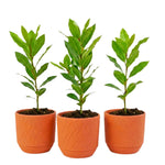 Bay Leaf Plant Live, Sweet Laurel Tree, Bay Leaf Tree, Laurus Nobilis Live Plant from 4 to 10 Inc in Tall