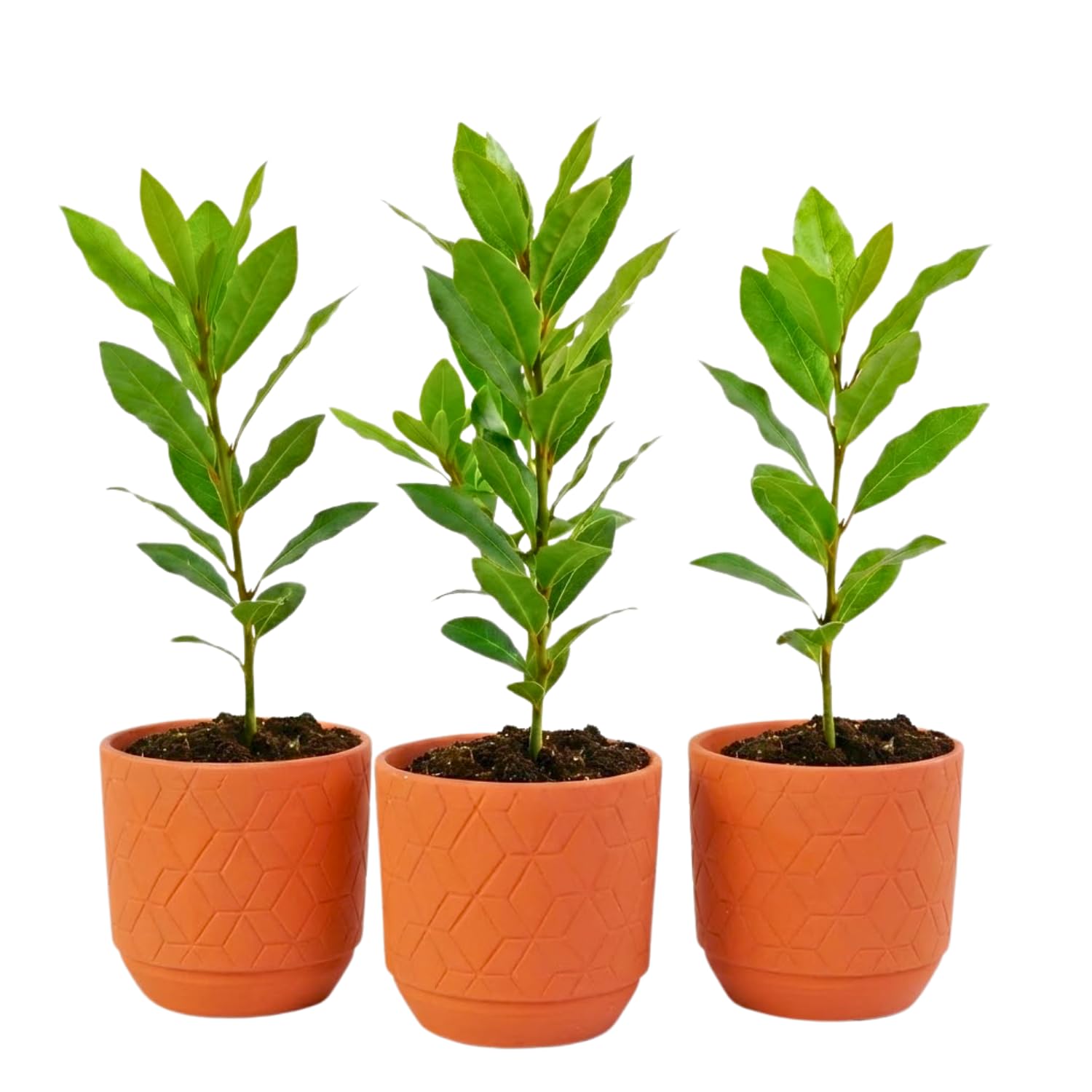 Bay Leaf Plant Live, Sweet Laurel Tree, Bay Leaf Tree, Laurus Nobilis Live Plant from 4 to 10 Inc in Tall