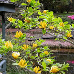 Yellow Magnolia Tree Live Plant in 1 Gallon Pot, 1-2 Feet Tall, 2 Years Old Well-Rooted Tree, Cold Hardy, Magnolia Shrub for Spring Planting, Fast-Growing