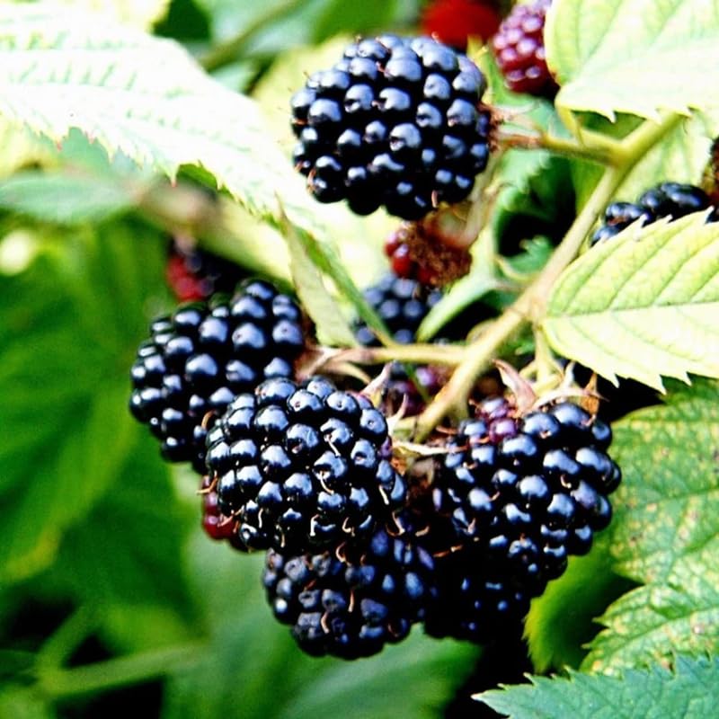 2 Thornless BlackBerry Plants Live for Planting, Sweet BlackBerry Bushes Trees, 5 to 8 Inches Tall, Blackberries Fruit Trees (Chester BlackBerry)