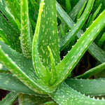 Aloe Vera Plant Live, Live Aloe Vera Plant Indoor, 4 Inc Potted, Succullent Plant Live for Gardening