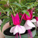 Pack 2 Fuchsia Plants Live, Pink White Flower Fuchsia Plant, 3 to 5 Inches Tall, Fuchsia Live Plant, Live Fuchsia Plant, Fuchsia Plant Pot for Growing Outdoors Indoors