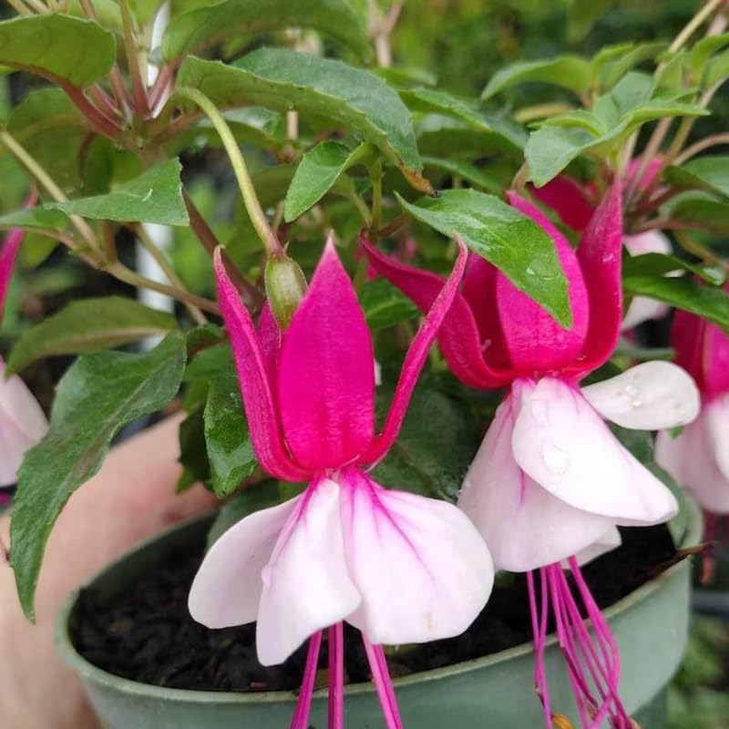 Pack 2 Fuchsia Plants Live, Pink White Flower Fuchsia Plant, 3 to 5 Inches Tall, Fuchsia Live Plant, Live Fuchsia Plant, Fuchsia Plant Pot for Growing Outdoors Indoors