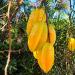 Carambola Starfruit Tree Grafted Live Plant, 8-14 Inc Tall in Pot, Sweet Star Fruit Tree Plant for Planting, No CA, HI, PR, GU, AK