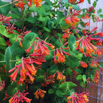 Sets 2 Red Honeysuckle Plants Live, 5-8" Live Coral Honeysuckle Plants, Climbing Honeysuckle, Honeysuckle Vines Bushes for Planting