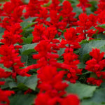 2 Vibrant Sage Salvia Live Plants, Fragrant Perennial Sage Plants Live for Spring Planting, Summer Planting, 5 to 10 Inches in Tall, (Scarlet Red)