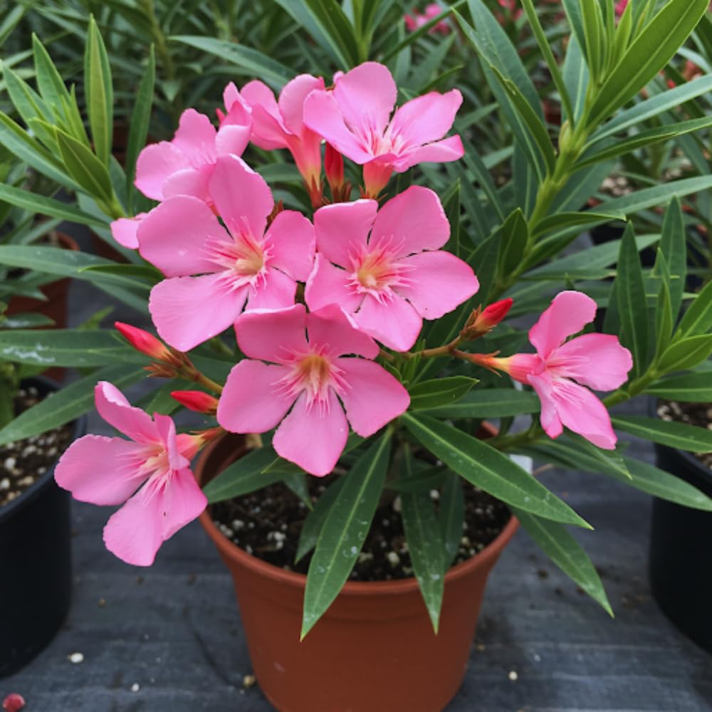 Set of 2 Oleander Plants Live, Live Pink Oleander Plant, 4 to 6 Inc Tall, Pink Oleander Live Plant, Shrub Plant for Gardening Outdoor Indoor