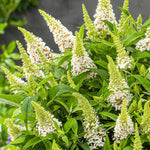 AVERAR 3 Buddleia Butterfly Bush Live Plant Ready to Plant Outdoor, White Blooms, Starter 5 to 9 Inches Tall, Cold Hardy and Fragrant, Zones 5-9