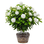 2 Maid of Orleans Arabian Jasmine Plants Live, 5 to 7 Inc Tall, Jasmine Plant Indoor Live Fragrant Flower Garden Outdoor Planting