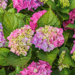 Hydrangea Plant Live Tree, Blooming Garden Bush Hardy Hydrangea Shrub, Pink to Blue Purple Flowering Plant Indoor Outdoor Well-Rooted 5-9 Inc Tall, Stater Plant