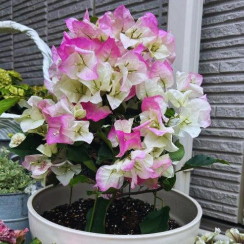 2 Bougainvillea Plants Live, Pink White Bougainvillea Live Plant, 4 to 6 Inc Tall Growing