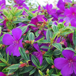 Set 2 Tibouchina Plants Live, Purple Blooms Flower, Tibouchina Flower Shrub for Planting 4-8 Inch Tall