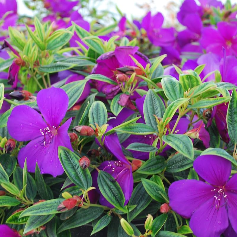 Set 2 Tibouchina Plants Live, Purple Blooms Flower, Tibouchina Flower Shrub for Planting 4-8 Inch Tall