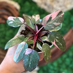 Variegated Philodendron Live Plant, Rare Indoor Houseplant Live Well Rooted 5-7 Inches, Container Growing, Home Office Decor (Pink Philodendron)