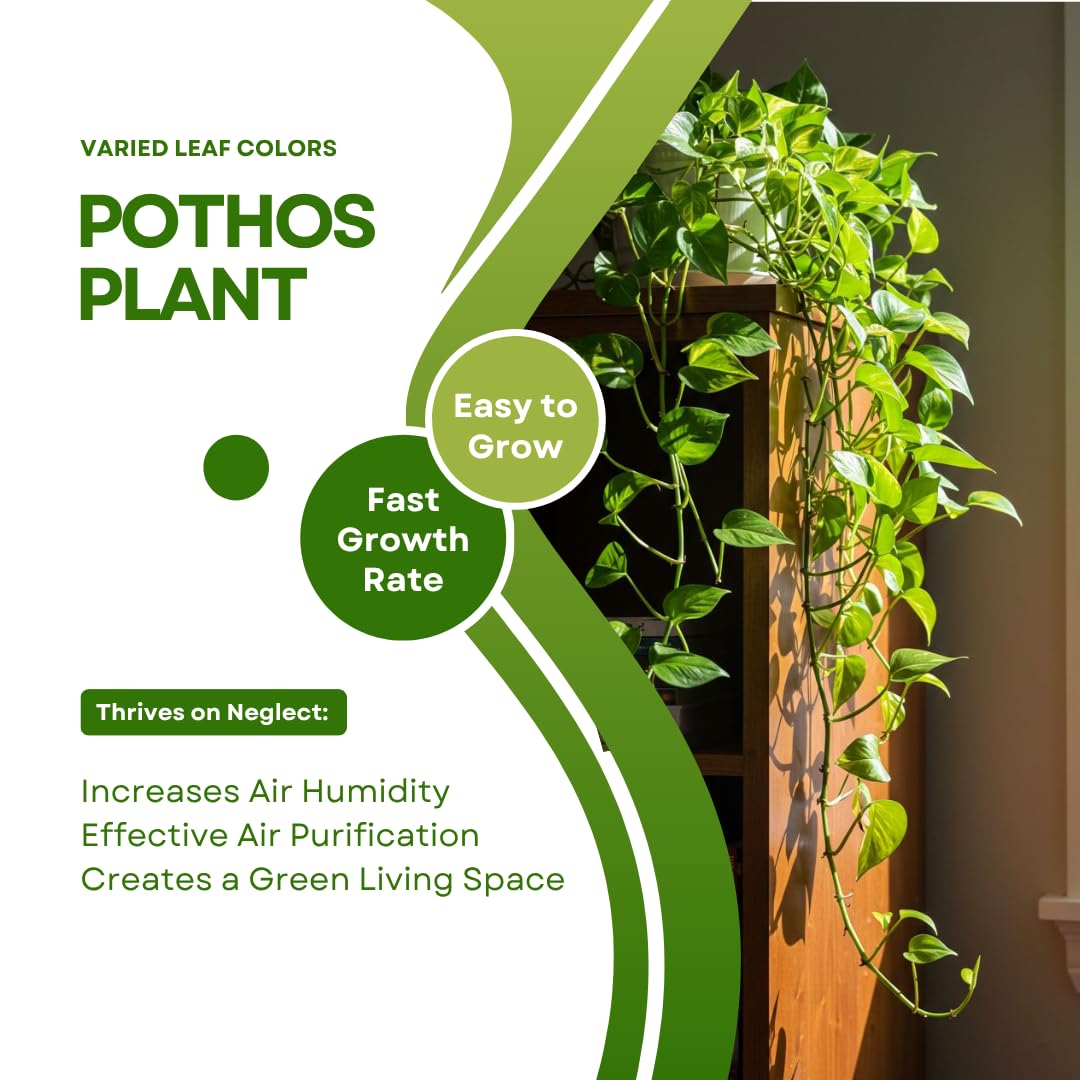 Pothos Live Plant, Live Pothos Plant, 4 to 6 Inches, House Plants Live for Growing Indoor and Outdoor, 4 Inc Potted (Green)
